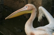 pelican_prof