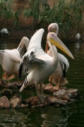 pelican_vole