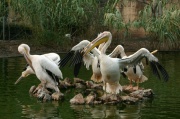 radeau_pelican