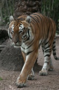 tigre